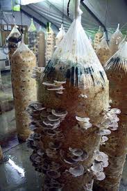 oyster mushroom కోసం చిత్ర ఫలితం