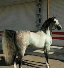 Image result for IRAN HORSES