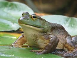Image result for bullfrog