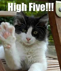 Image result for congratulations images with cats