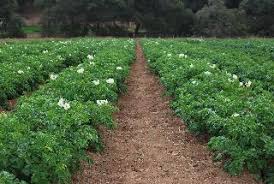 Image result for Regenerative Farming