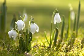 Image result for spring wallpaper free