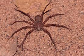 Some of my Six-Eyed Sand Spiders, Sicarius thomisoides : r ...