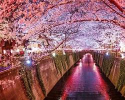 目黑川橋下公園櫻花