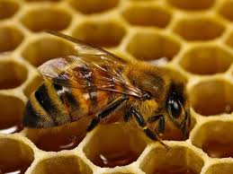 Resultado de imagen de panales de abejas
