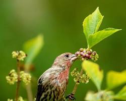 Hình ảnh về Birds eating Beautyberry berries