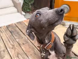 Italian Greyhound Dogs for stud in Morden, Greater London ...