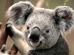 Image result for Koala