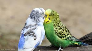 Birds : We are in love !  Birds 飛烏