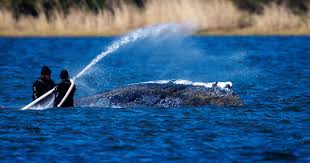 Akcja ratunkowa na Bałtyku. Mieszkańcy wybrzeża słyszą wieloryba Timmy'ego