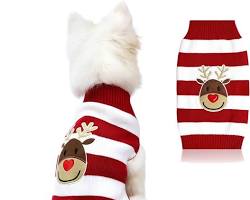 dog wearing a reindeer sweaterの画像