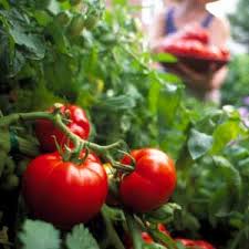 tomatoes ile ilgili görsel sonucu