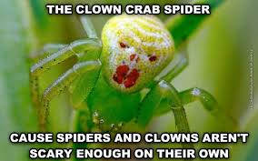 The Clown Crab Spider is scary | Very Funny Pics via Relatably.com