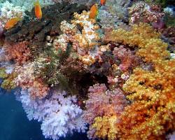 Imagen de Vibrant coral reefs in Maldives