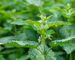 Image of Stinging nettle plant