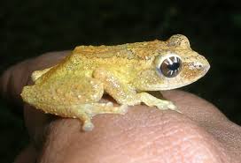 Picture of Raorchestes