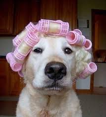 Image result for funny animals