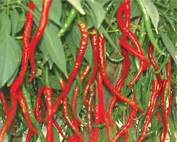 Image of Cabai Keriting