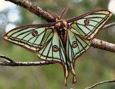 Image result for Isochaetes Beutenmuelleri and its moth form