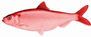Image result for red herring