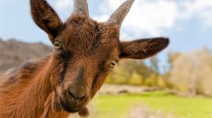 Image result for GOAT