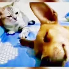 Dog releases powerful fart in his sleep – cat's naughty ...
