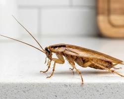 Image de blatte germanique sur un mur cuisine photo macro professionnelle