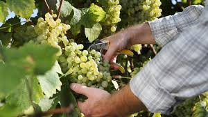 Le Figaro Vin - News update