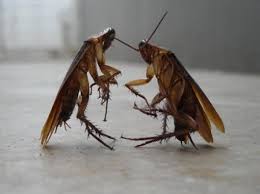 ابادة الحشرات المنزليه بالرياض , طريقة لمقاومة الصراصير Images?q=tbn:ANd9GcRfJ5dr971SwjW4jL2-6ZTMgr30xRuXd65KtlGcMYDNYdAx3cvH3A