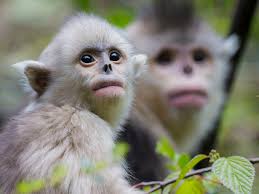 Image result for MONKEYS