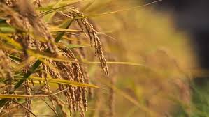 Arroz: expectativa por leilões do governo trava negócios