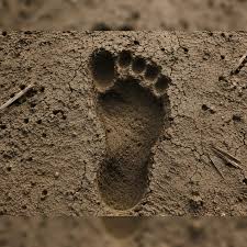 Archaeologists discovered a lost prehistoric corridor of 8,000-year-old human and animal footprints along the UK coast, revealing a vanished ecosystem
