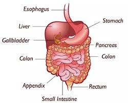 Image result for human stomach