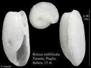 Image result for Retusa umbilicata