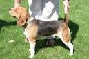 Beagle taille adulte