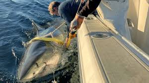 Atlantic White Shark at Nantucket