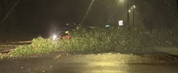 West Seattle Weather: Tree Down and Skagit River Flooding