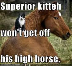 Image result for funny horse pictures
