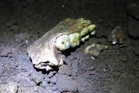 homo naledi