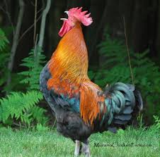 Image result for rooster