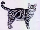 American shorthair kaufen