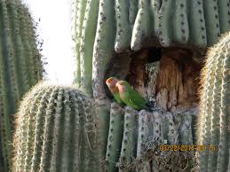 Image result for saguaro cactus