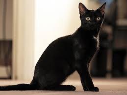 Image result for cats