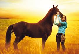 Image result for HORSE