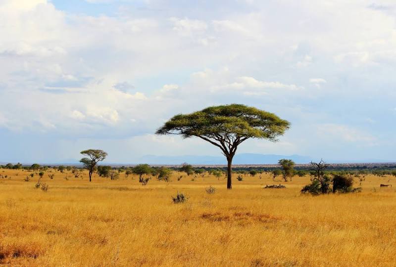 Tsavo East National Park