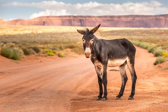 What's the Difference Between Donkeys and Mules?
