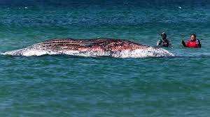 Timmy, the stranded humpback whale, found dead off Danish coast