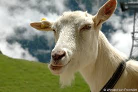 Image result for goat