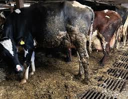 Allvarliga och upprepade brister på kött- och mjölkgårdar i Kalmar