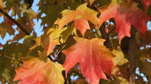 Fall-Like Temperatures and Showers Expected in Northeast Ohio This Weekend